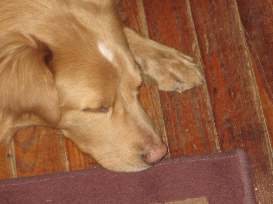 Do Dogs Get Poison Ivy?