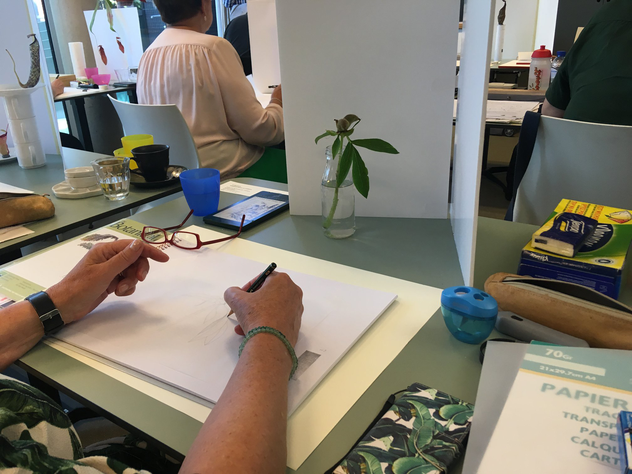 Anita Walsmit Sachs Botanisch Kunstenaar Botanic Artist