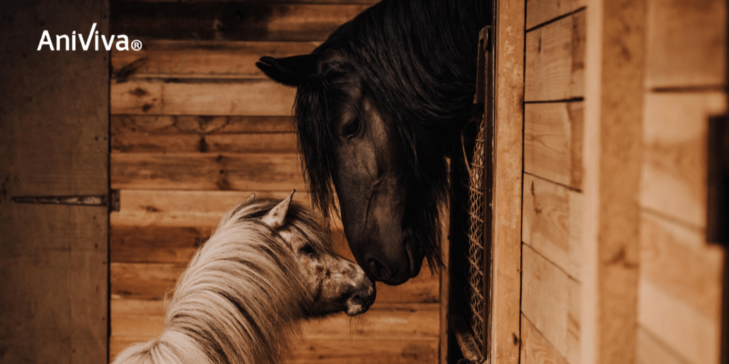 Discover 7 Fungal Infections In Horses AniViva
