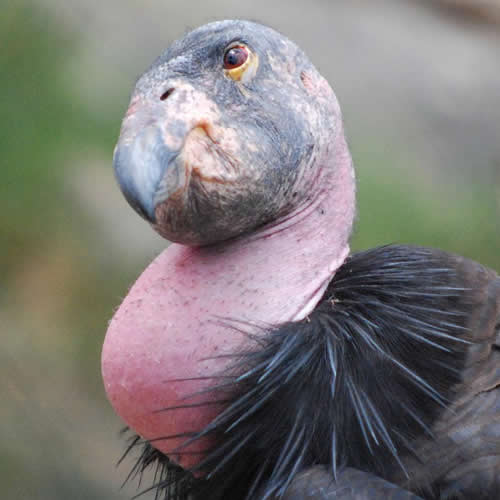 16 Things You Might Not Know About Vultures ANNAMITICUS