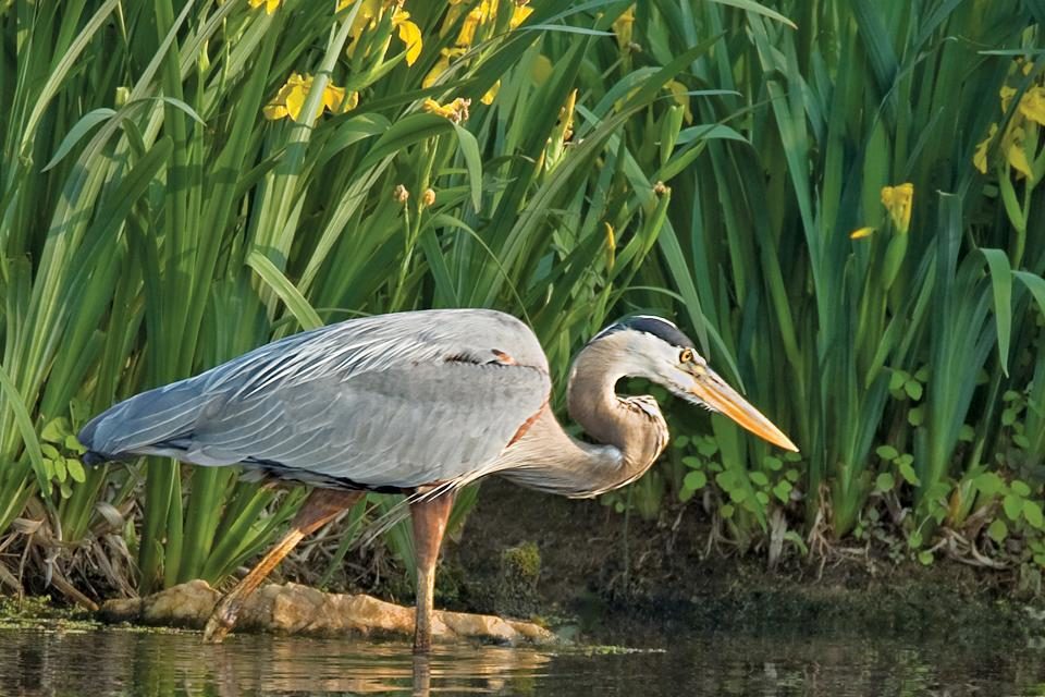 Great Blue Herons Ann Arbor Observer