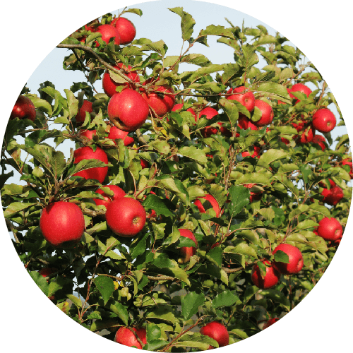 Ann Arbor Apple Orchards & Cider Mills Ann Arbor with Kids