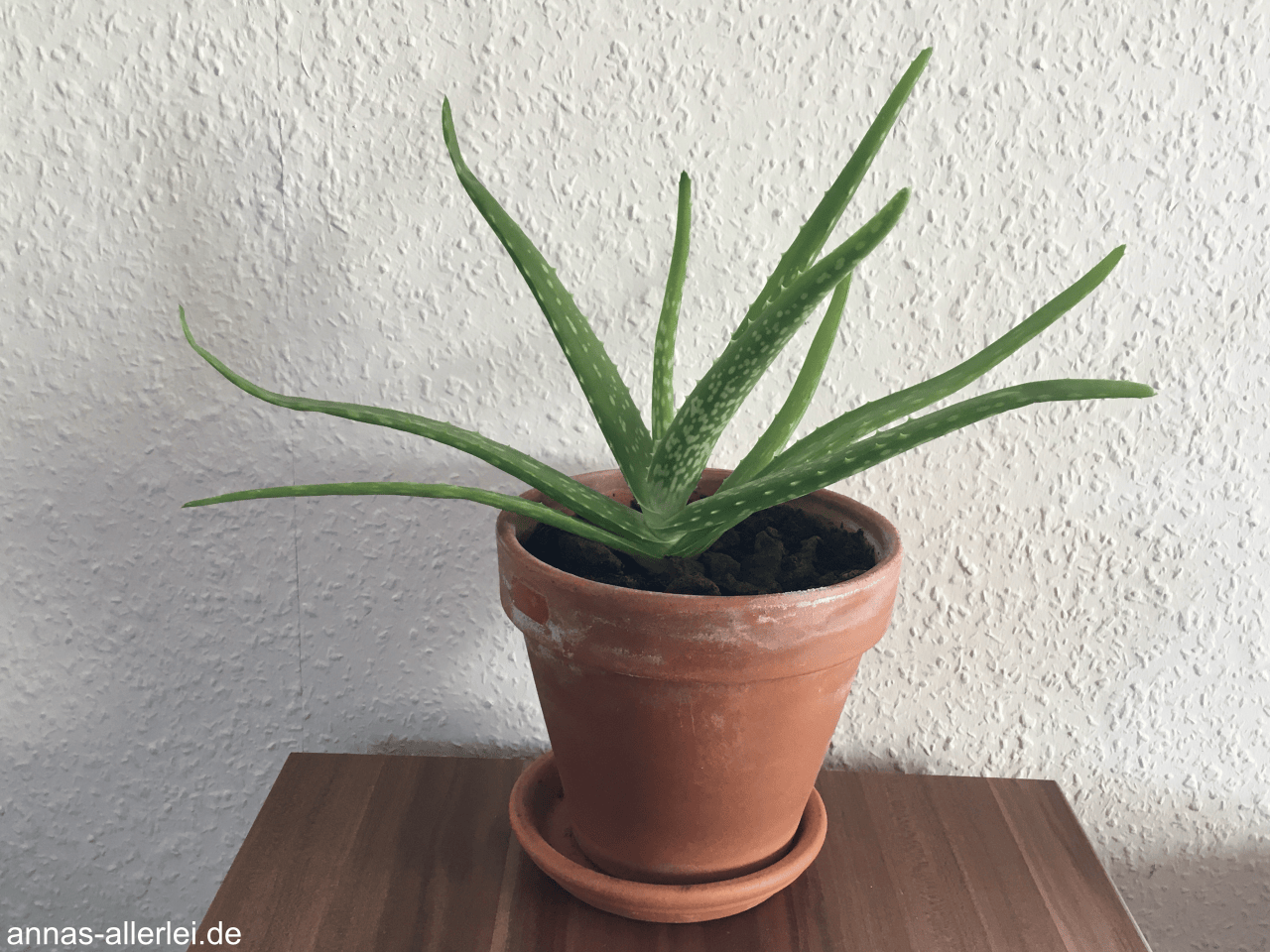 Meine Aloe Vera Pflanze Anna's Allerlei
