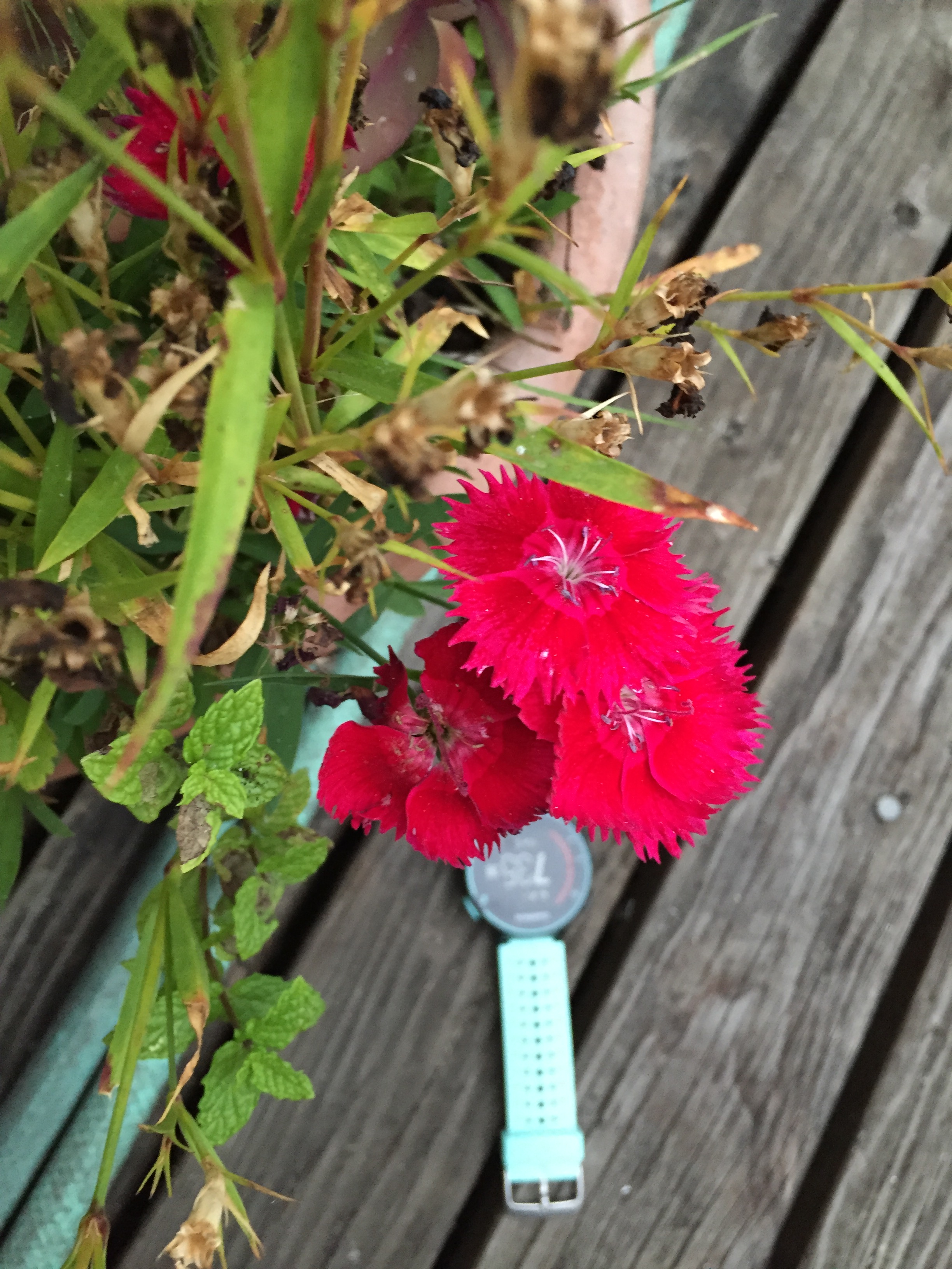 Dicot plant with flower & leaf Anna Scott's AP Biology Blog