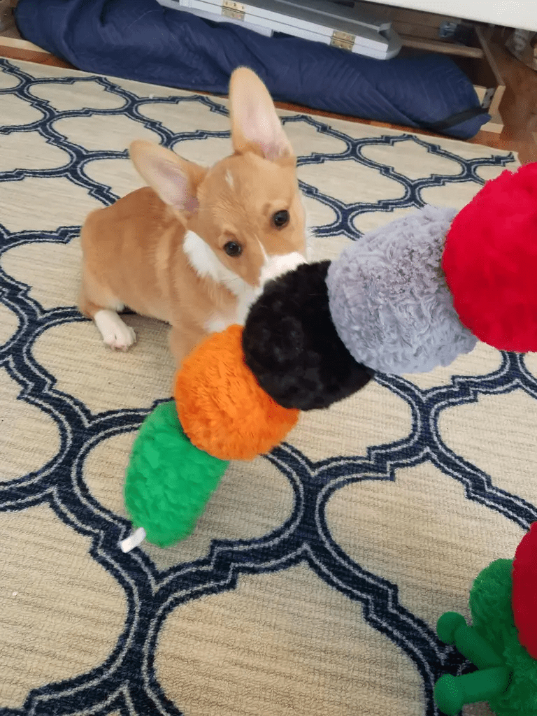 Anna's Pet Care Services