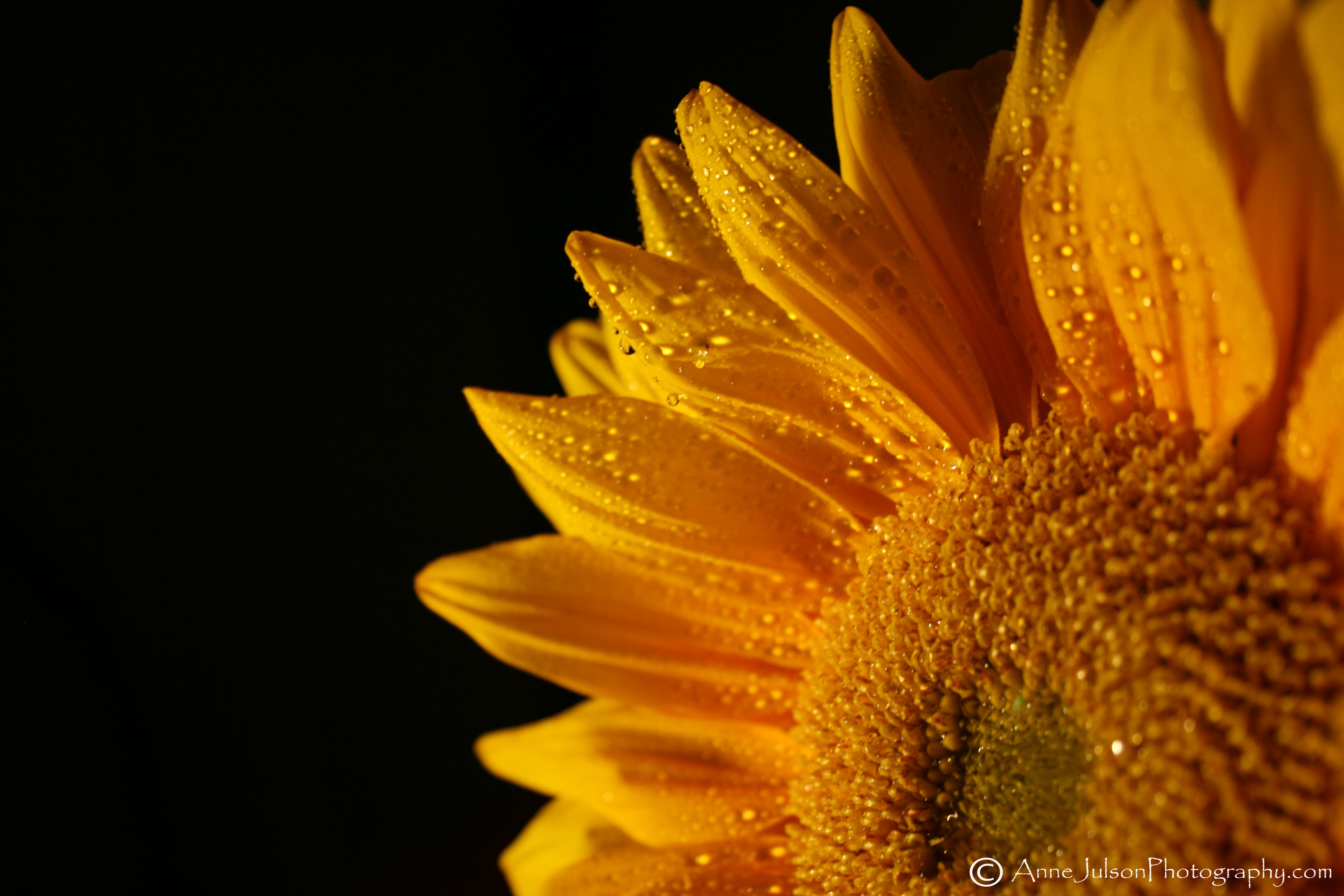 sunflower 2 Our Life in the Pacific Northwest