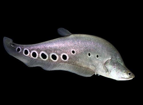 タイ爆釣日誌 Vol.0 タイ釣れる巨大淡水魚とは！？ ライフスタイル ANNGLE
