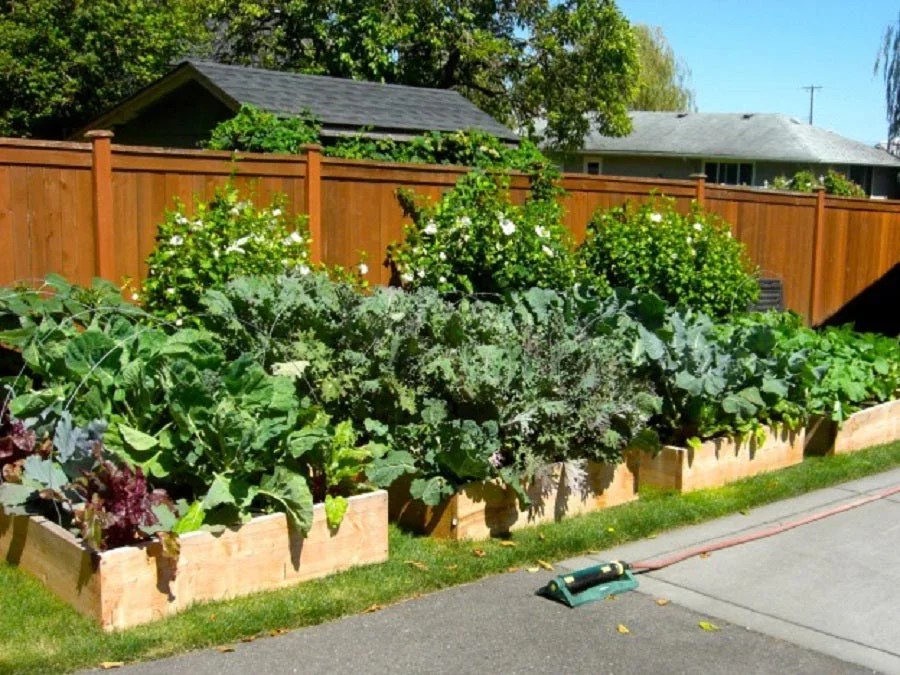 Raised Vegetable Garden in Small Backyard Ann Inspired