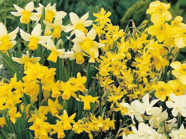 How to Grow and Care of Daffodils Ann Inspired