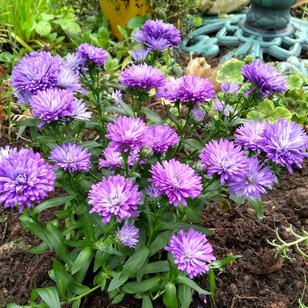 How to Grow and Care for Aster Flowers Ann Inspired