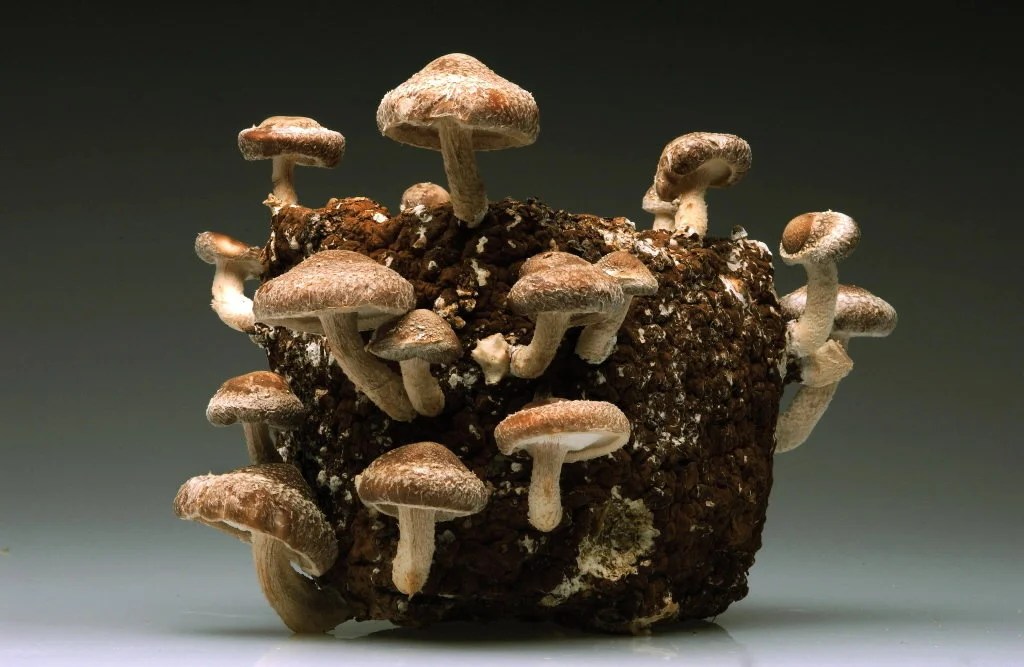 Mushroom Growing Medium at Jerry Hernandez blog