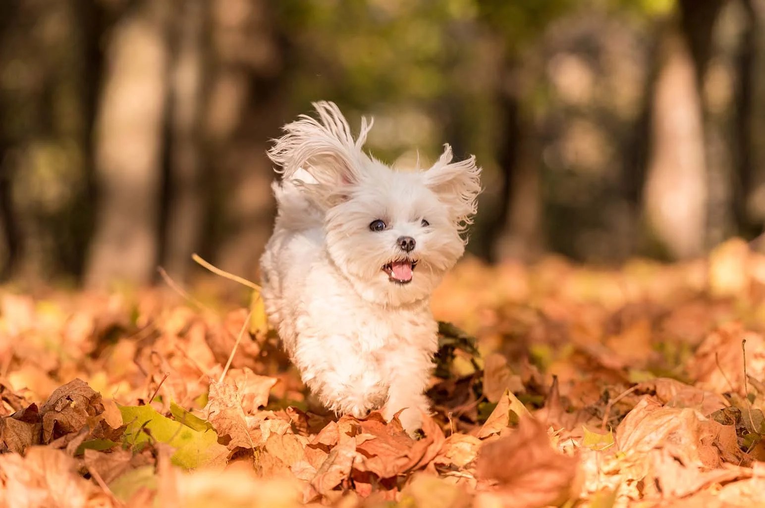 Low Maintenance Dog Breeds That Are Perfect For A Family