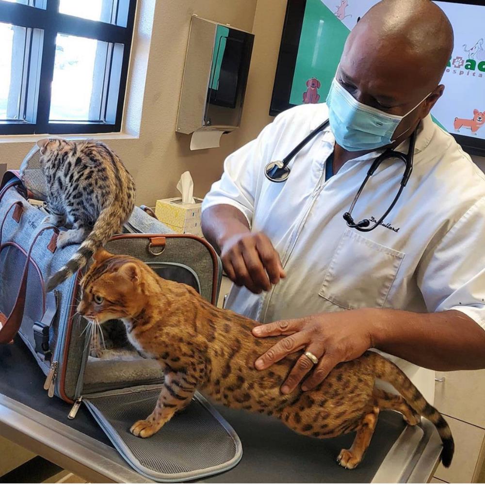 Veterinary Services in North Las Vegas, NV in North Las Vegas, NV Ann