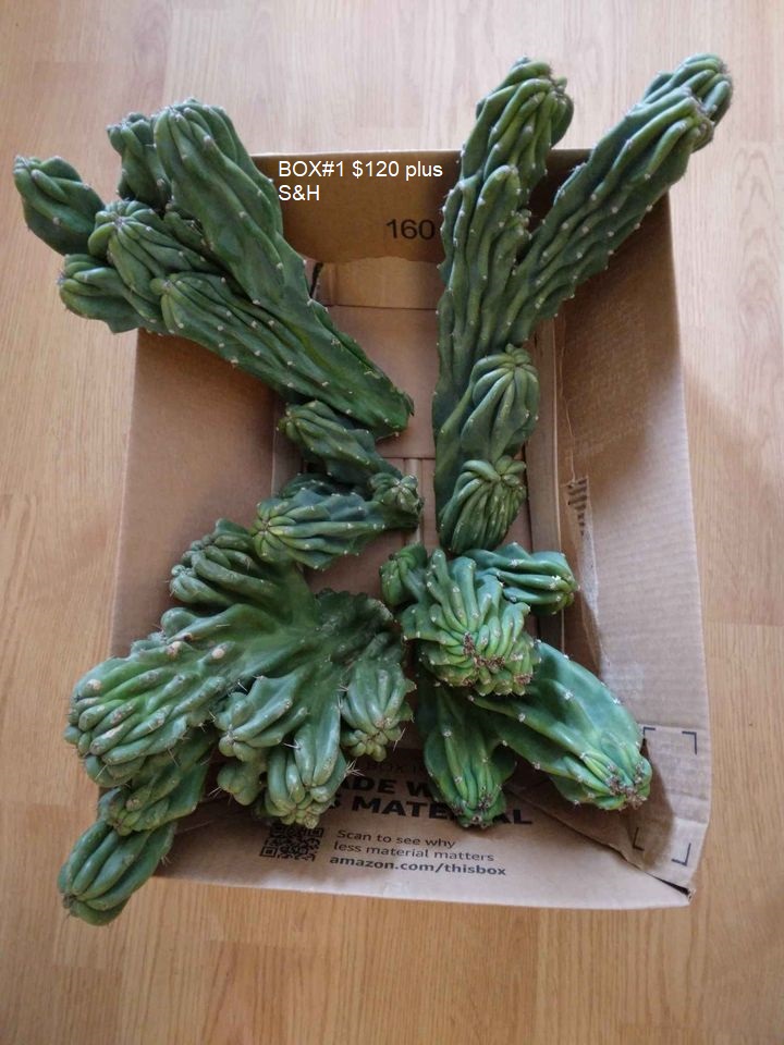 Anns Plants Deltona FL Cactus, Succulents, Flowers, Seeds