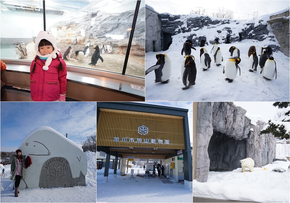 【北海道自由行】旭山動物園 旭川親子景點推薦 ♥ 看北極熊&企鵝散步