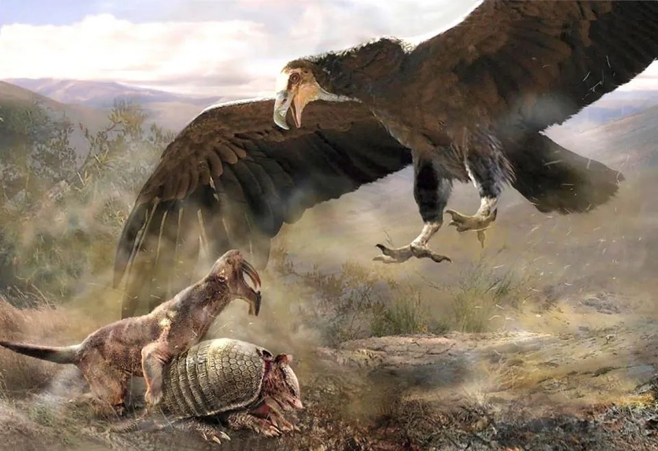 Thunderbird sees a large bird hunting at Landel