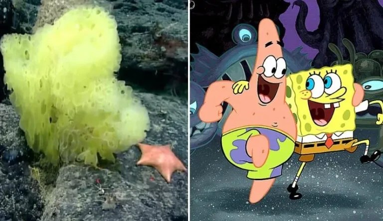 Find a Missing Star (SpongeBob SquarePants Mysteries #1)