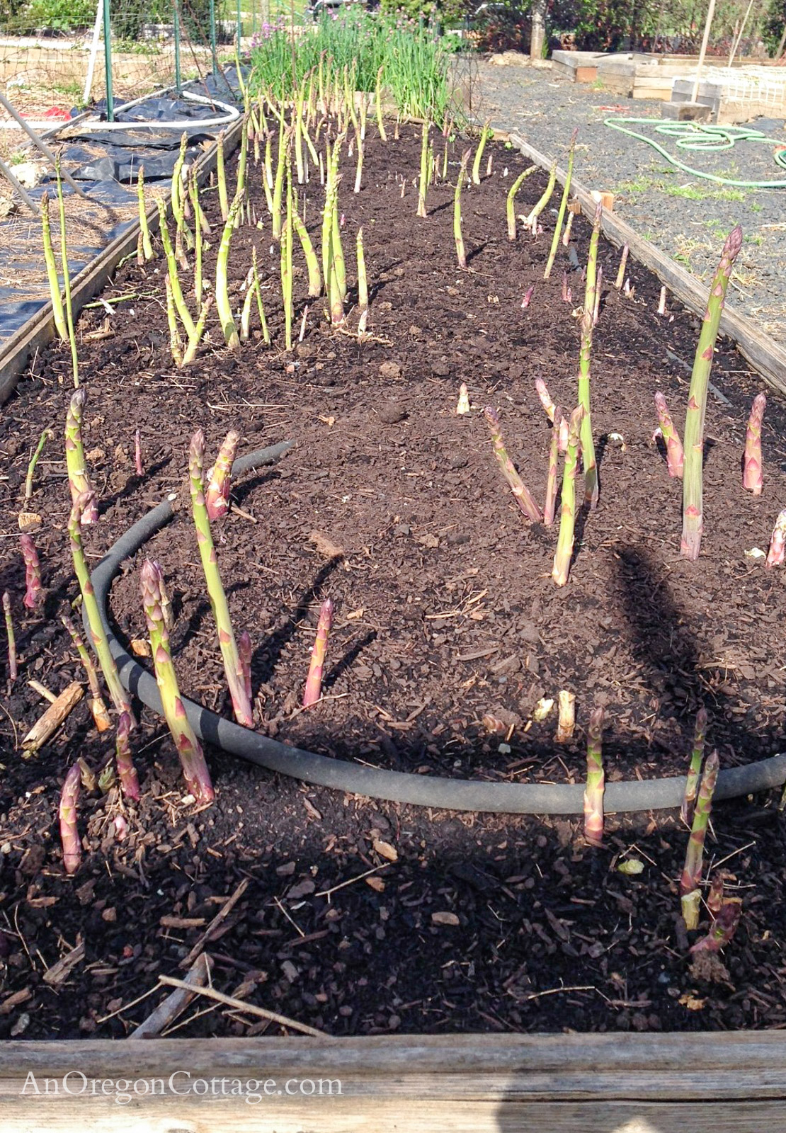 How to Grow Asparagus with Tips & Frequently Asked Questions An