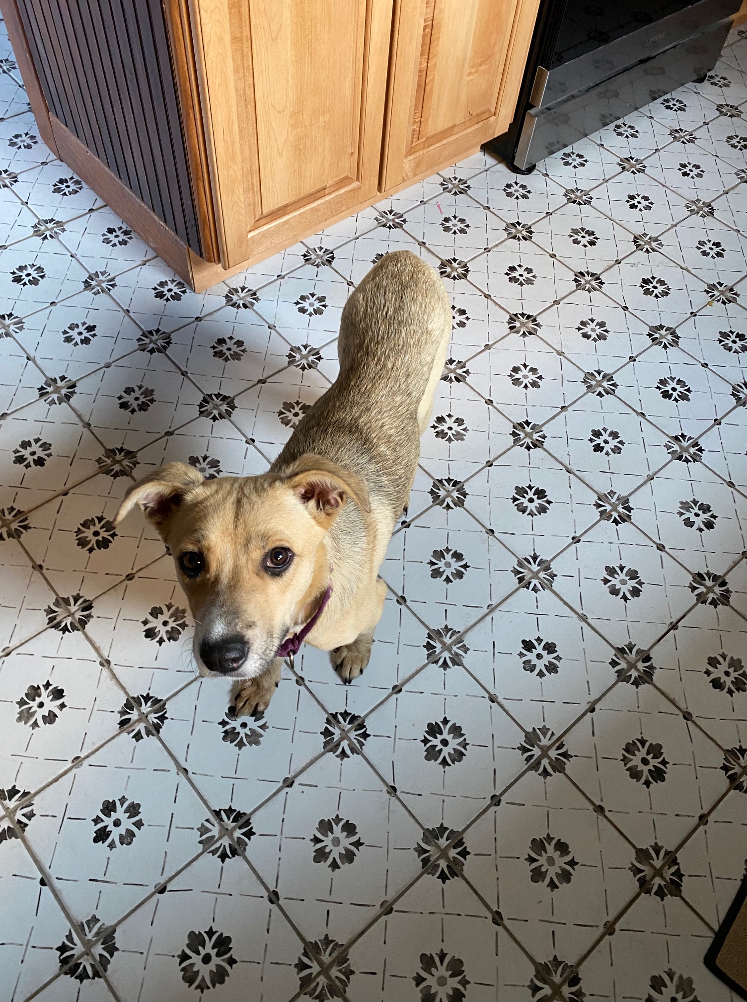 Can Dogs Die From Eating Tampons