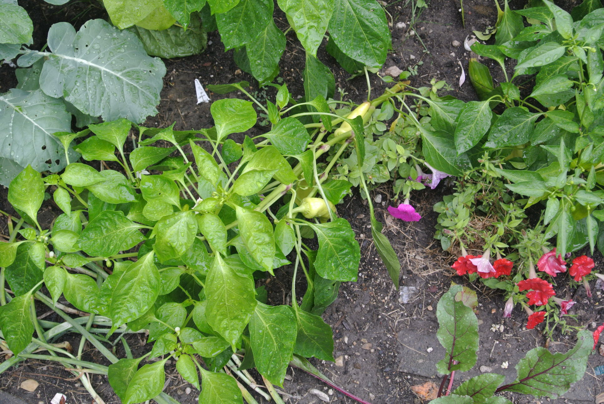 When to Harvest Banana Peppers? My Organic Garden