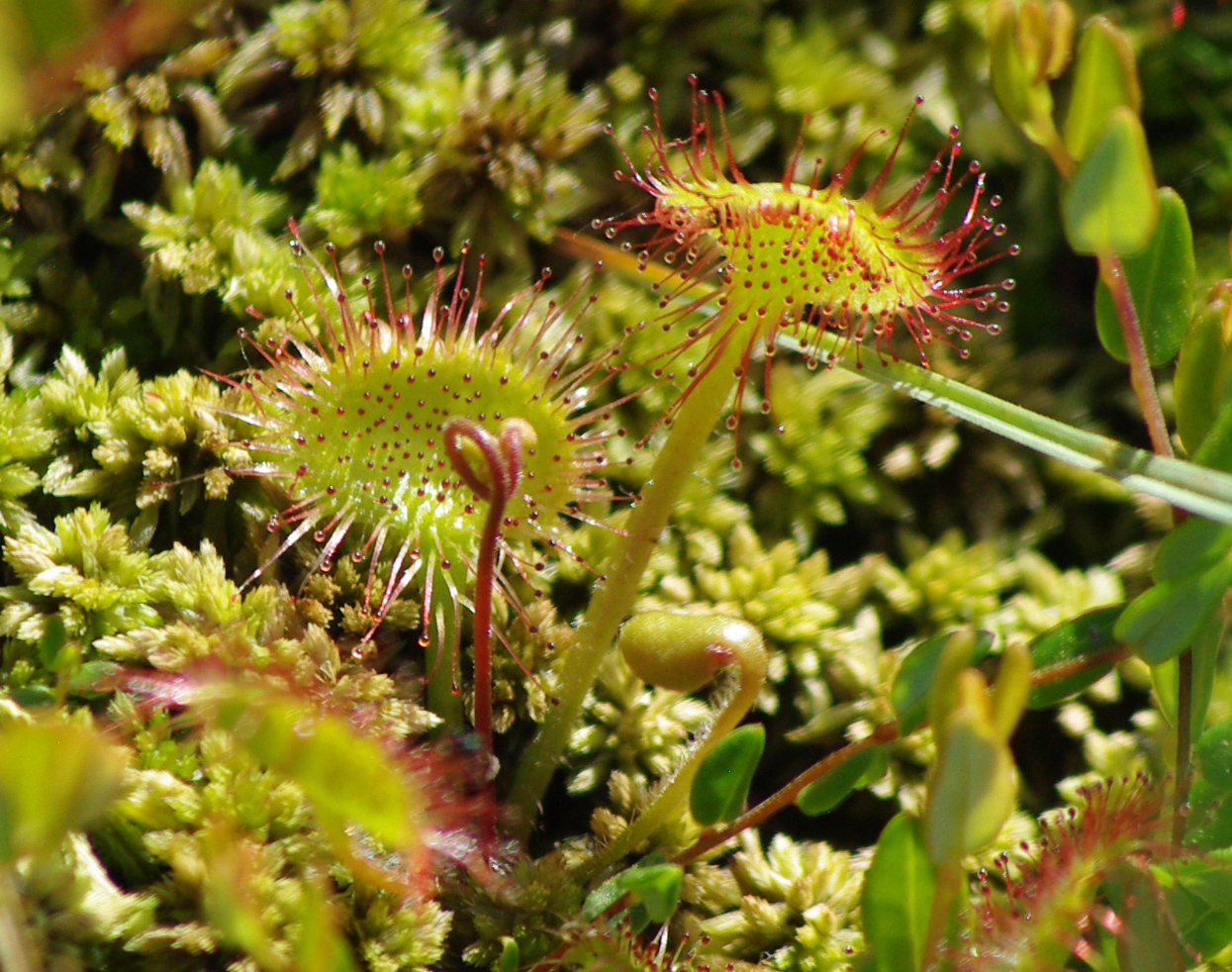 Keys to Alberta Species