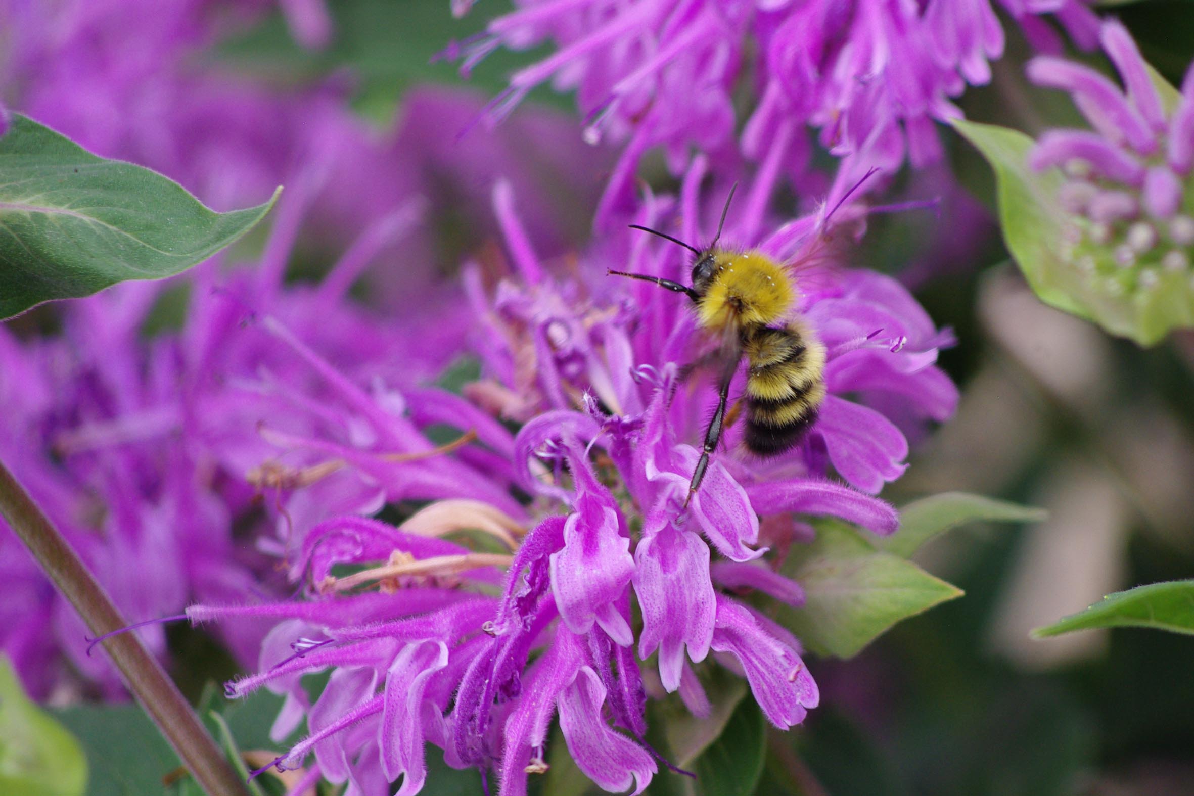 ANPC Small Grants Alberta Native Plant Council