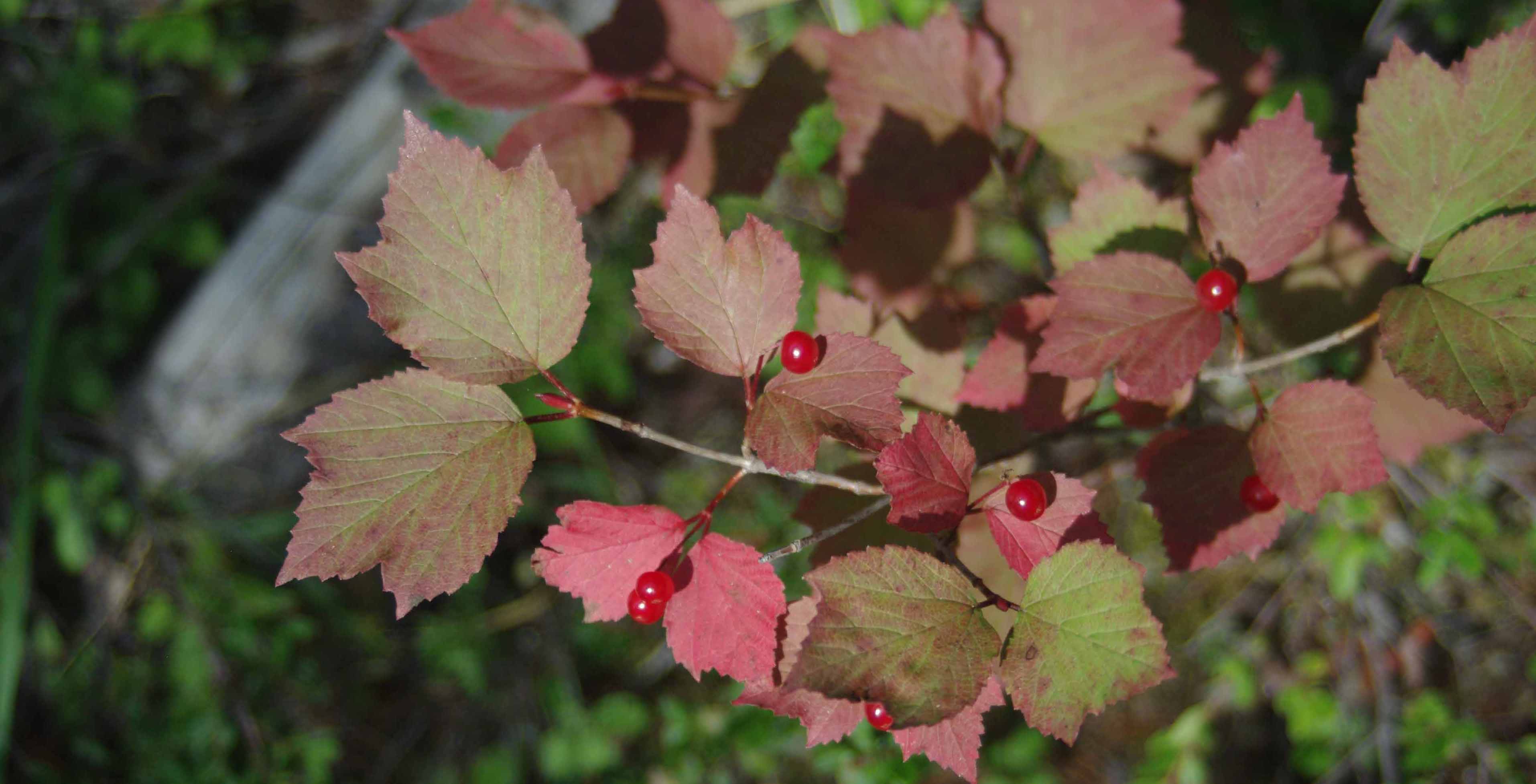 Alberta Plant Lists Alberta Native Plant Council