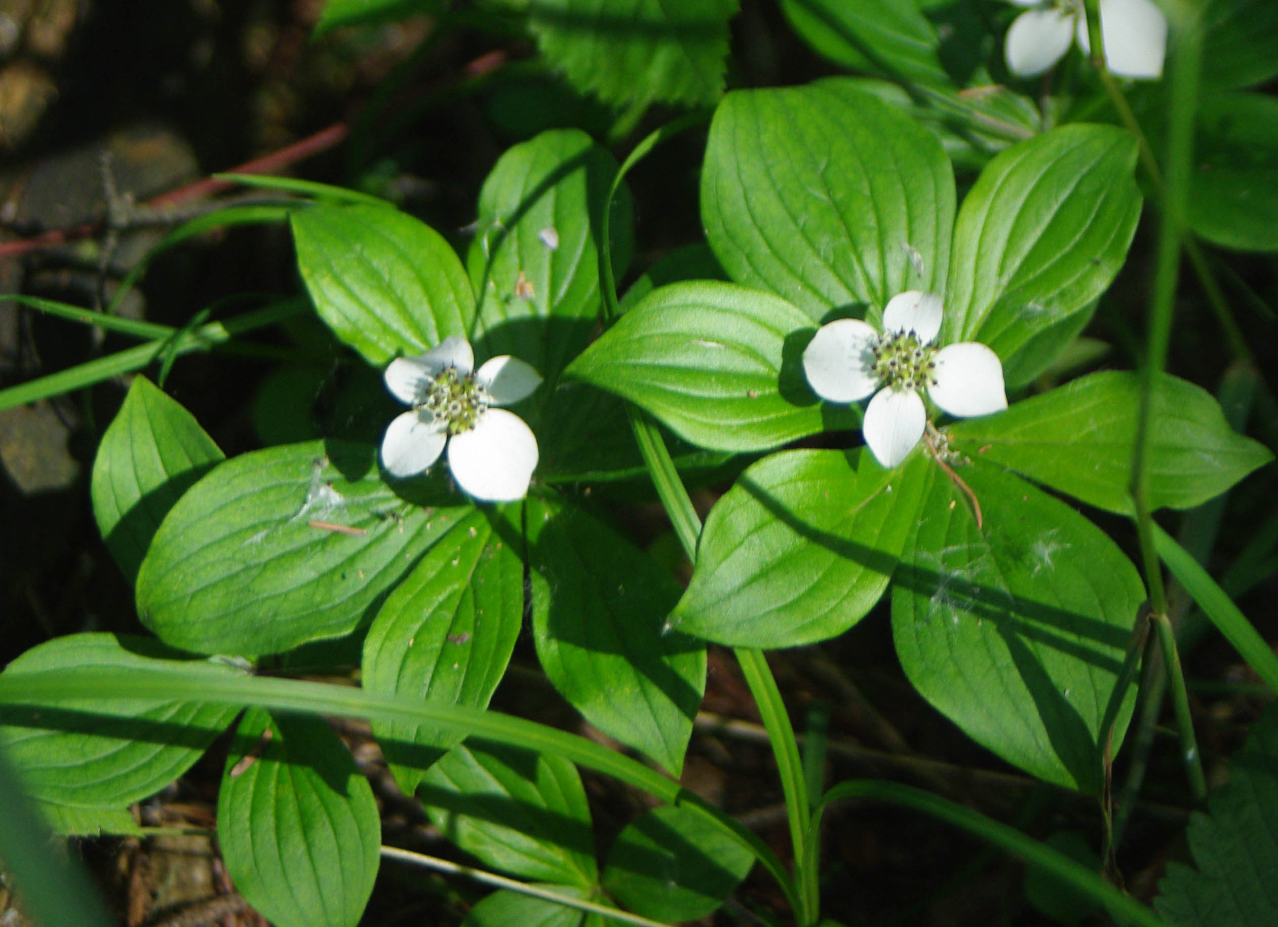 2020 Botany AB Alberta Native Plant Council