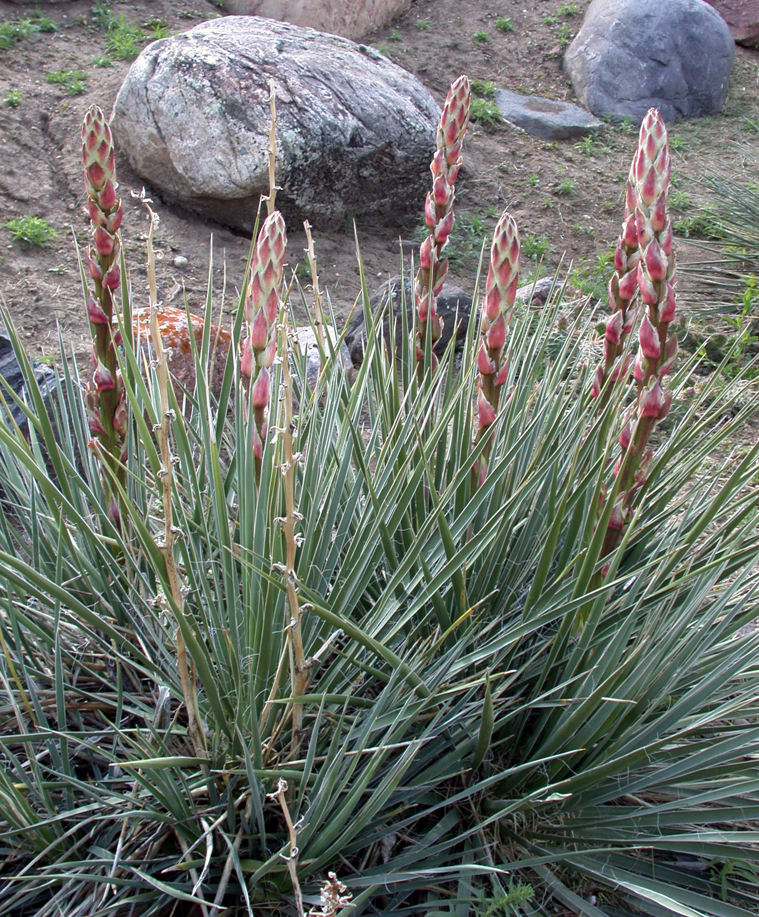 Yucca glauca Alberta Native Plant Council