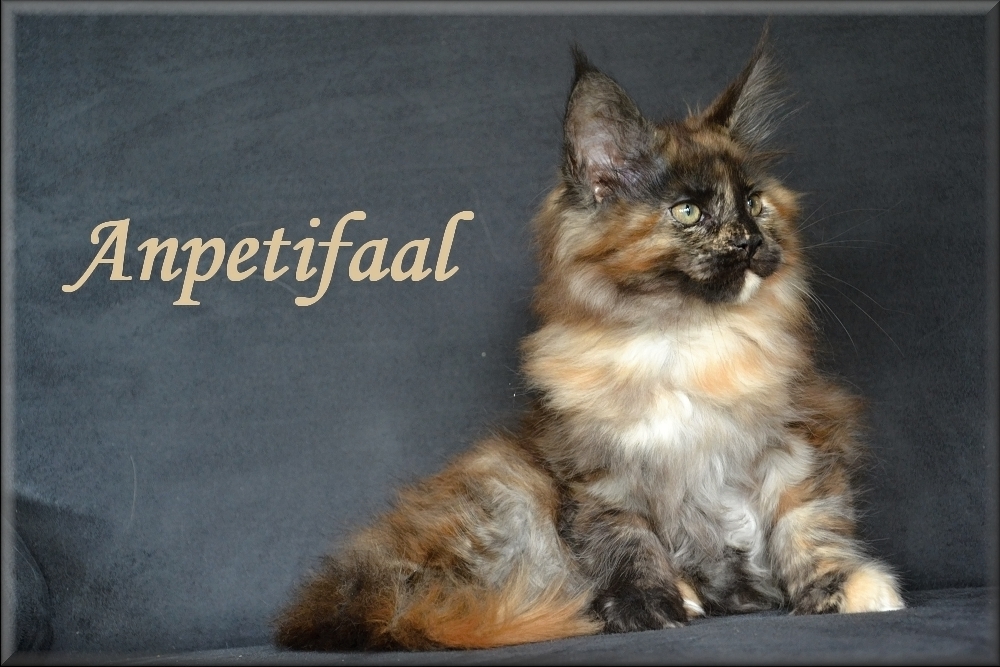 Anpetifaal Homepage