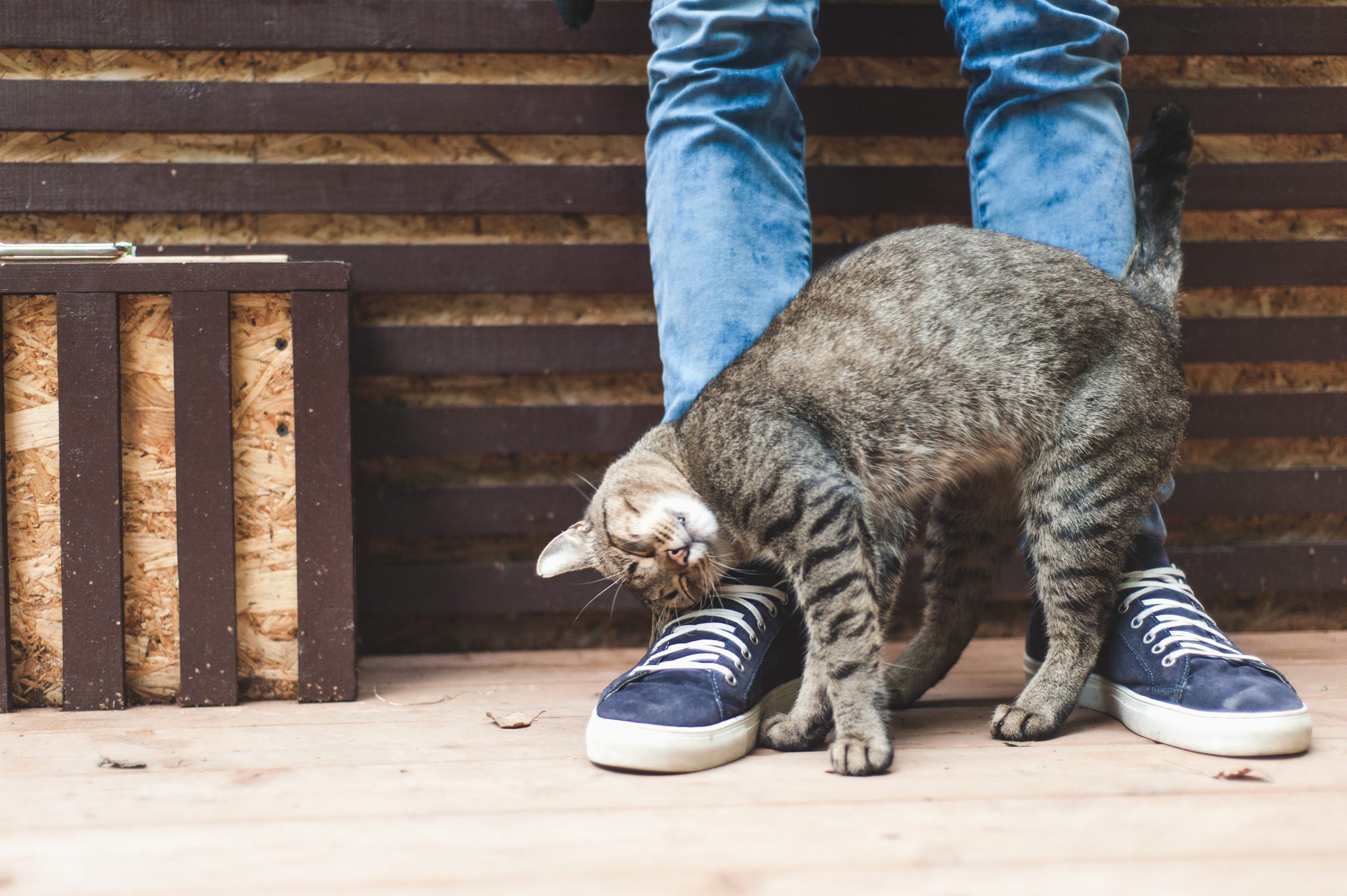 Why Do Cats Rub Against You and Objects? Animal Nutritional Products