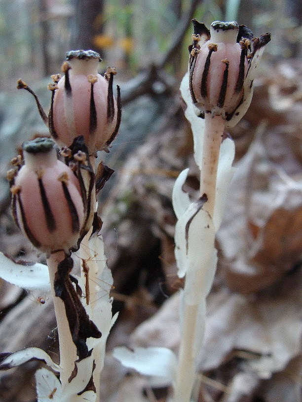 Know Your Natives Indian Pipe Arkansas Native Plant Society