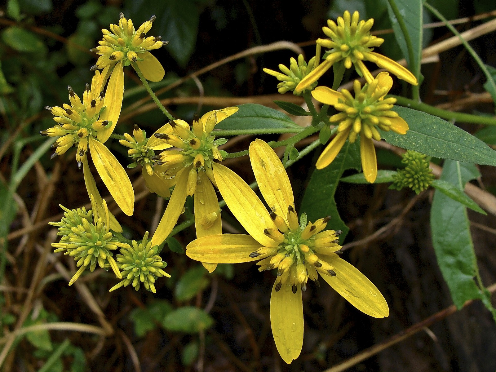Arkansas Native Plants Yellow Flowers Arkansas Native Plant Society