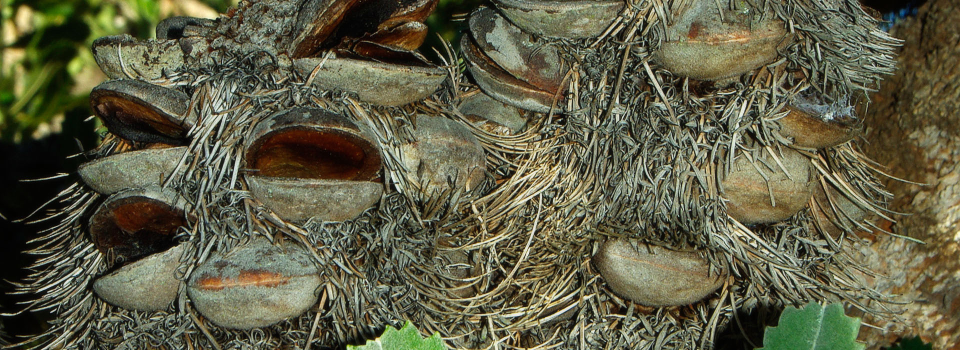 Australian Native Seed Suppliers Australian Native Plants Society