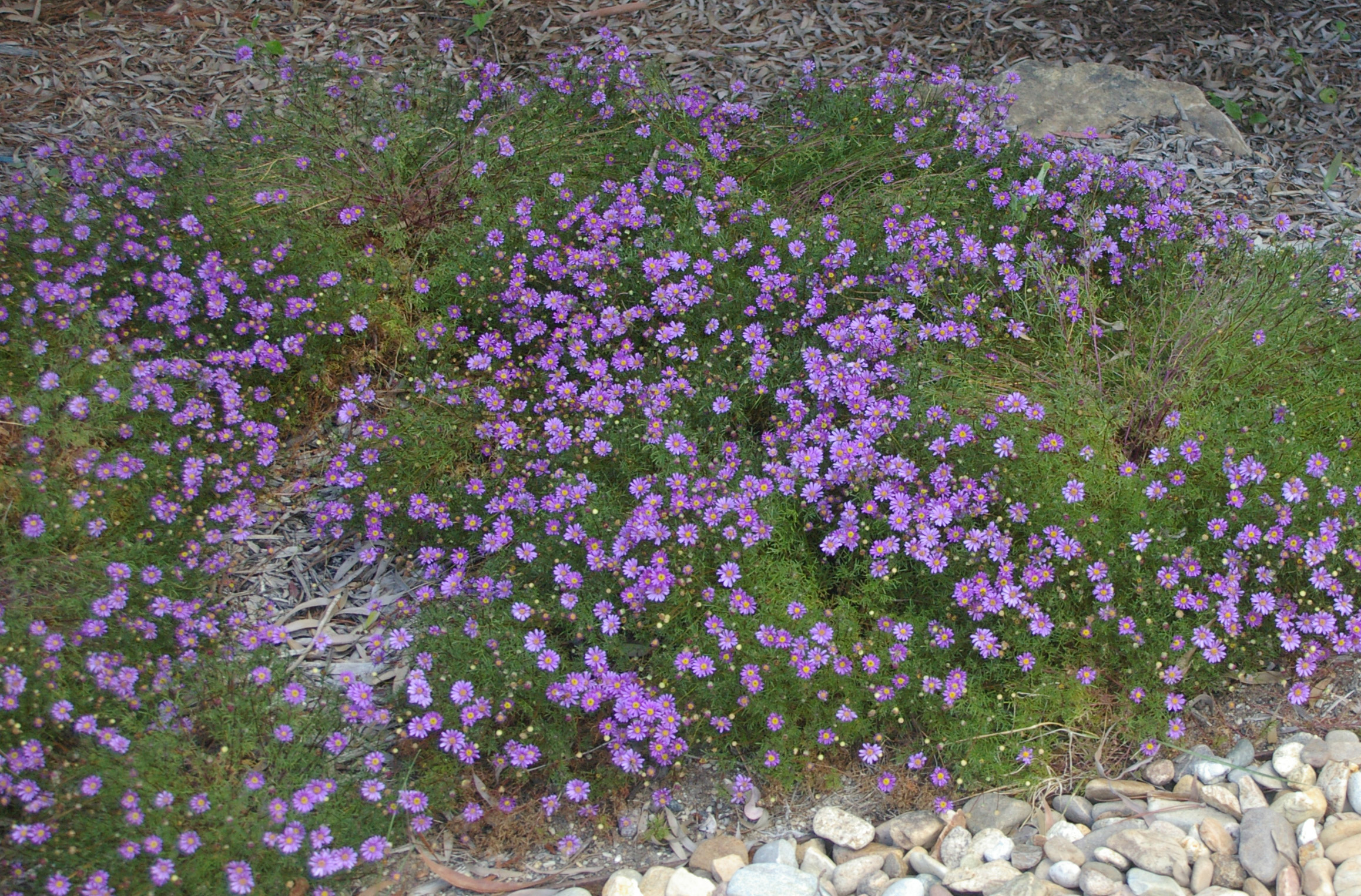 multifida Australian Native Plants Society (Australia)