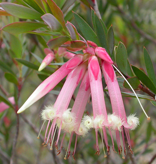 Who We Are Australian Native Plants Society (Australia)
