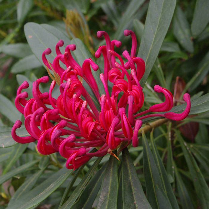 Waratah and Relatives Australian Native Plants Society (Australia)