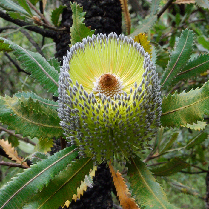 Banksia Australian Native Plants Society (Australia)