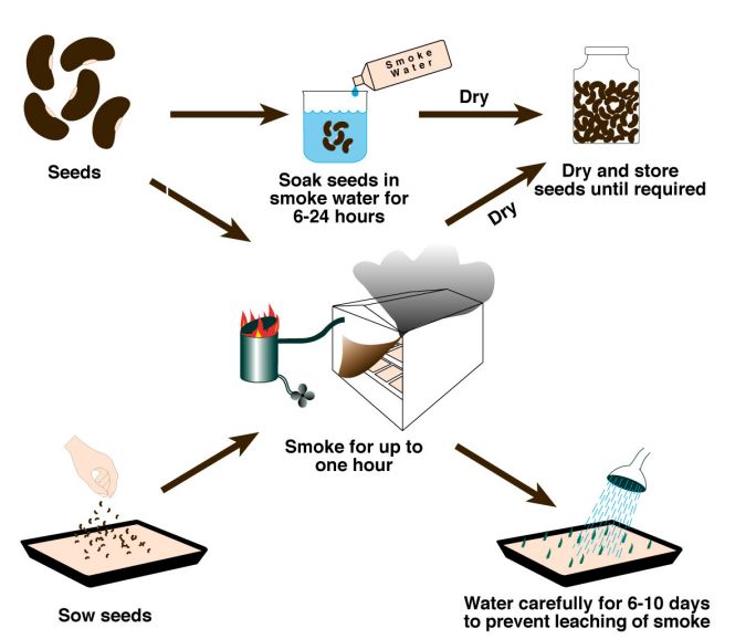 Smoke Germination of Australian Plants Australian Native Plants