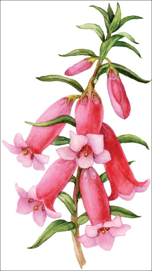 Home Australian Native Plants Society (Australia)