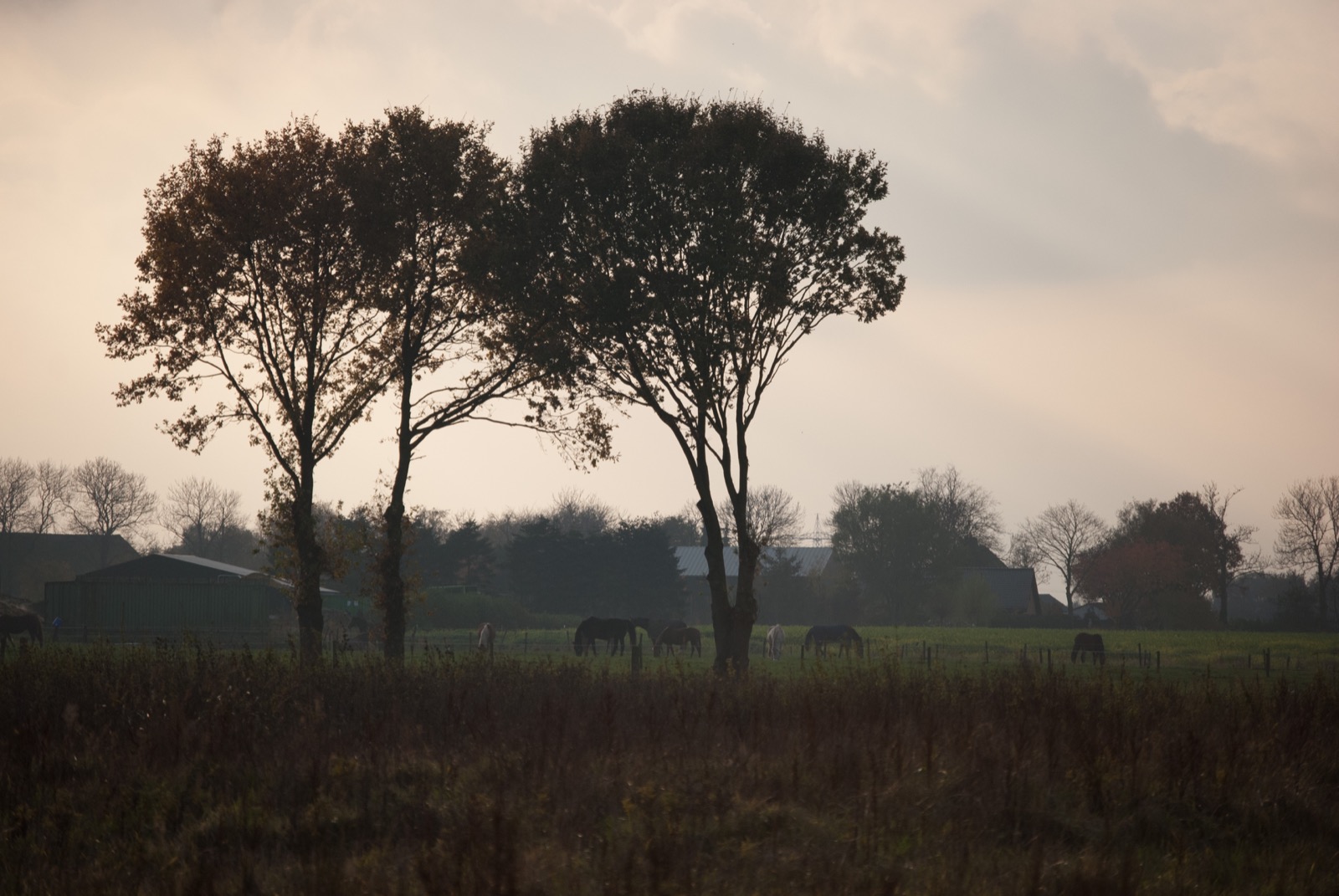 Wist Je Dat… Bomen Met Elkaar Communiceren? – Algemeen Nijmeegs Studentenblad