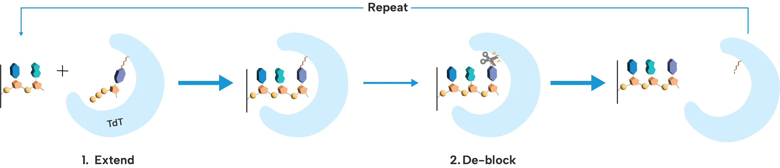 Technology Ansa Biotechnologies