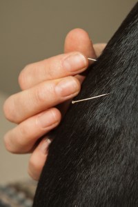 acupuncture needles on a small animal