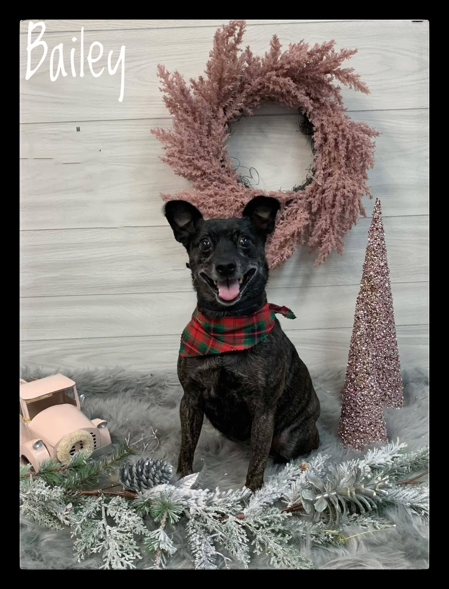 Photo Gallery Vet Clinic In Ansonia, CT