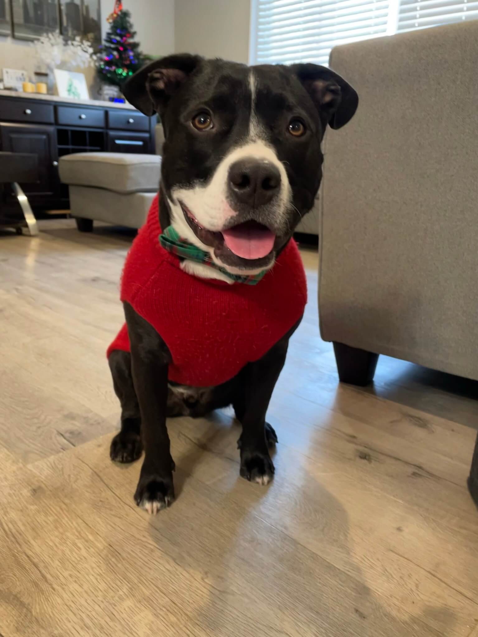 Photo Gallery Vet Clinic In Ansonia, CT