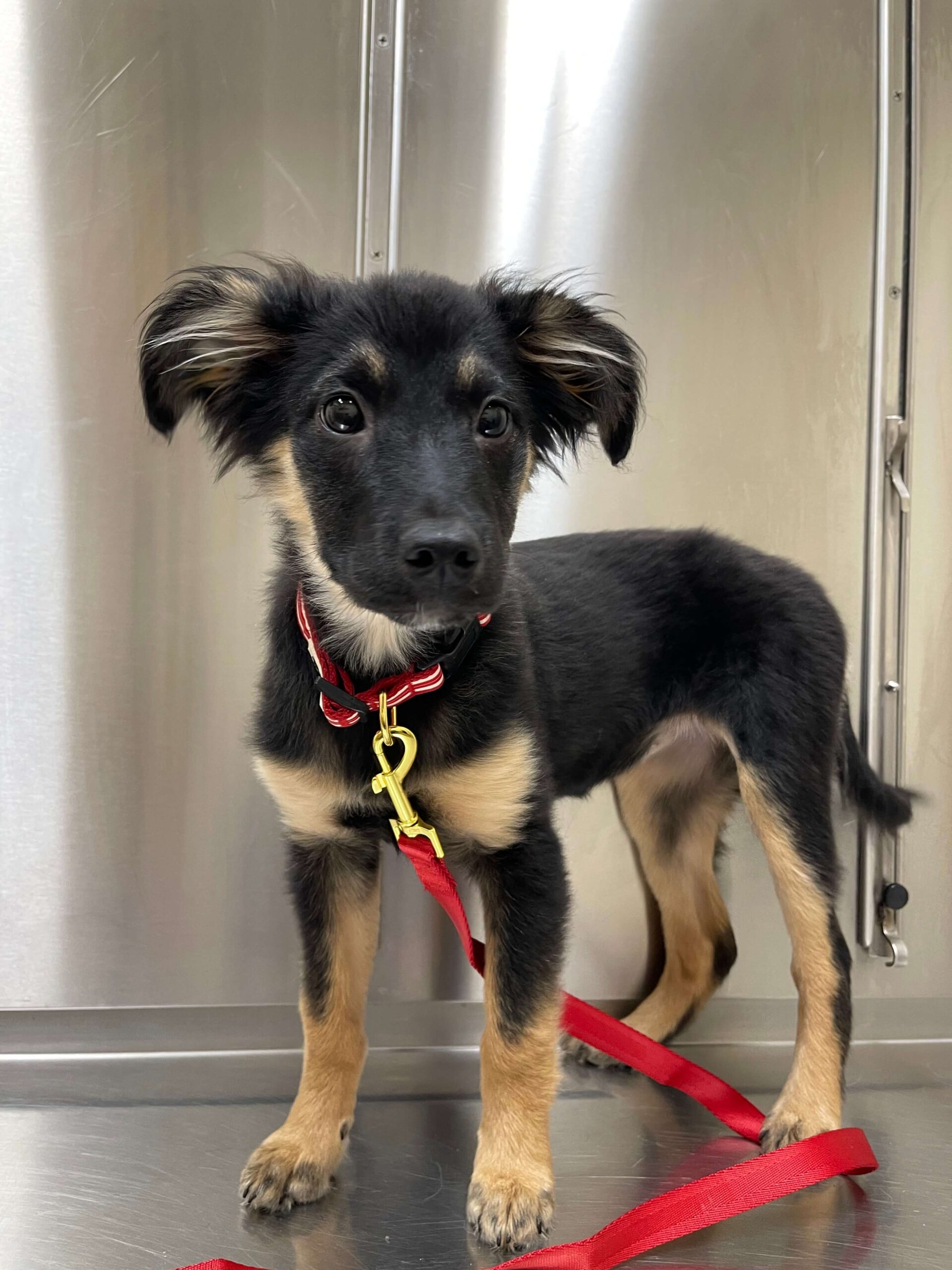 Photo Gallery Vet Clinic In Ansonia, CT