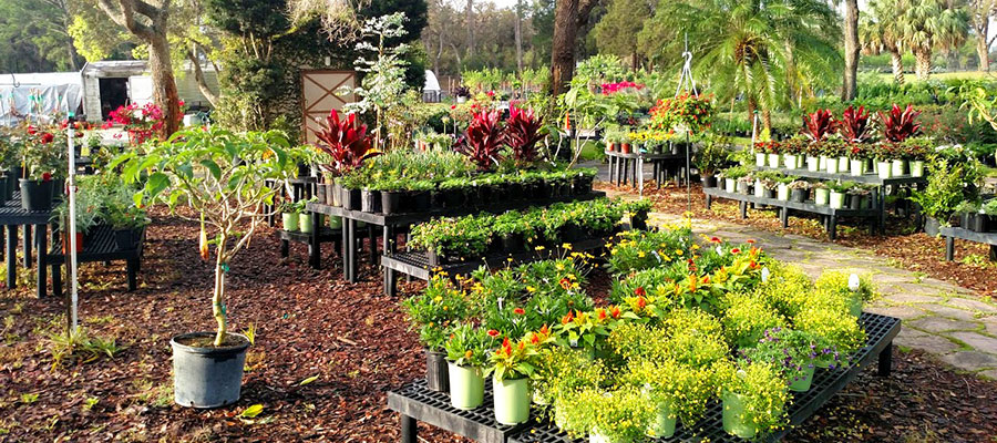 Anson Nursery Landscaping Company in Citrus County Florida Lecanto