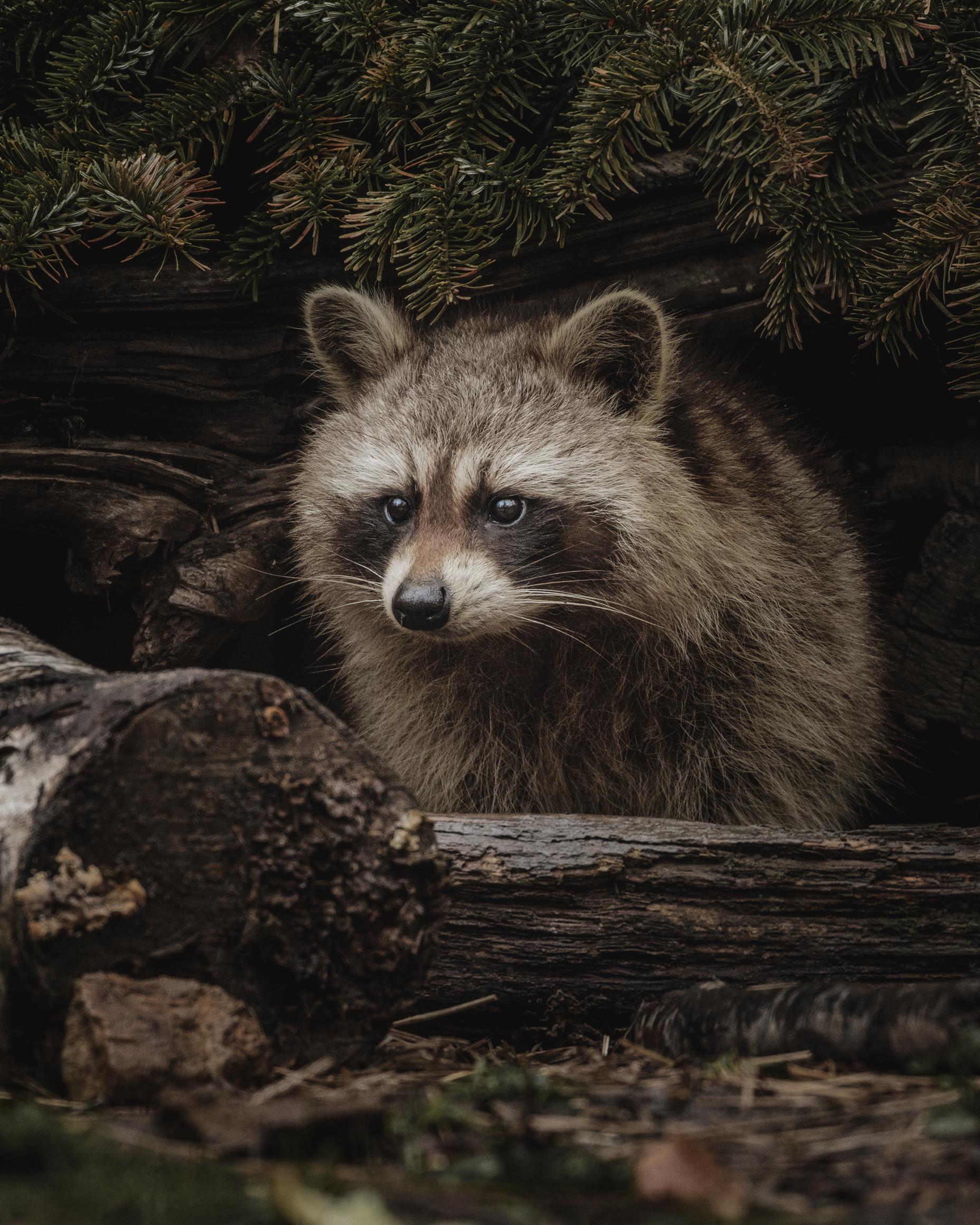 How To Clean Up Raccoon Feces In Attic? AnswerChef