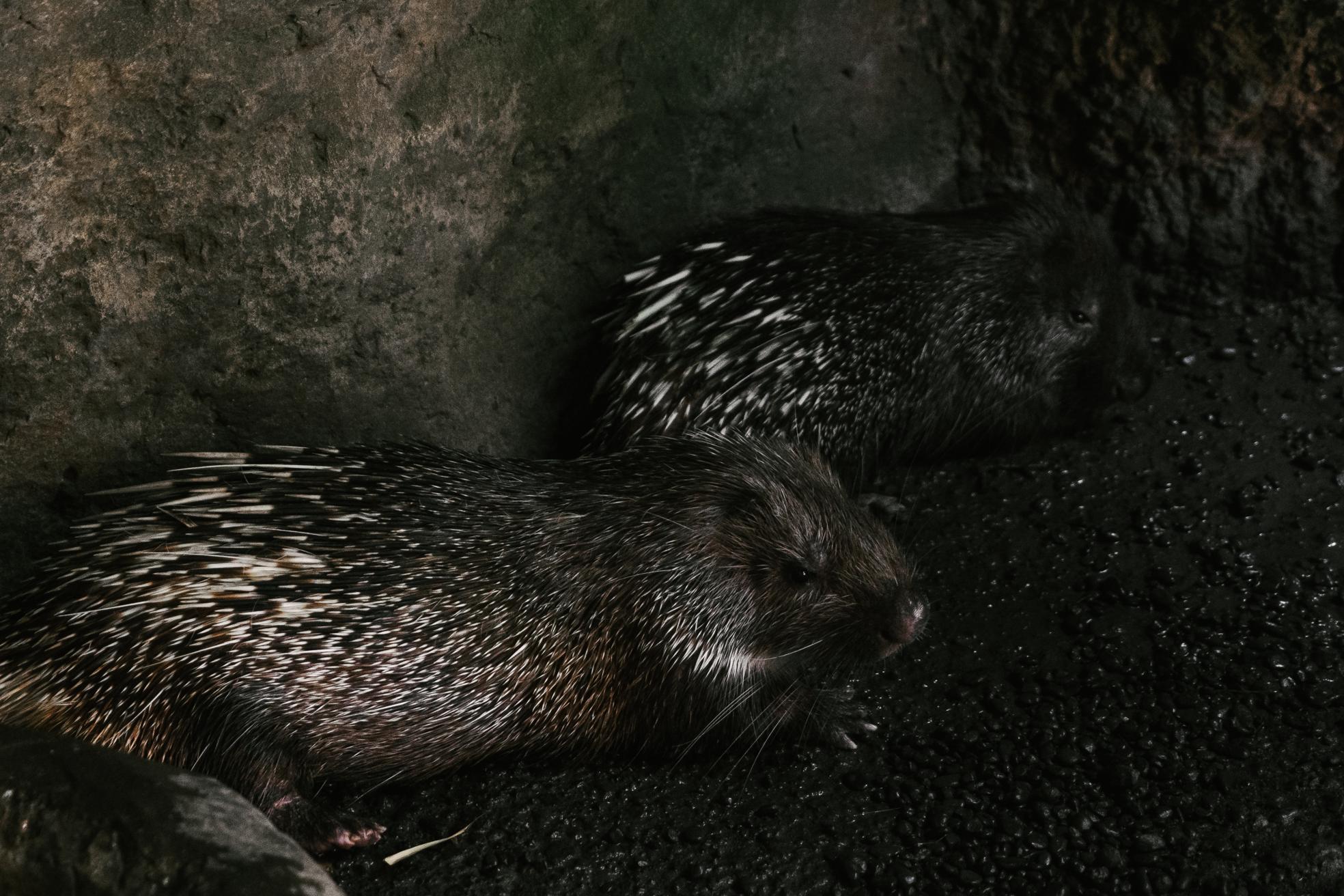 Do Hedgehogs Bite? AnswerChef