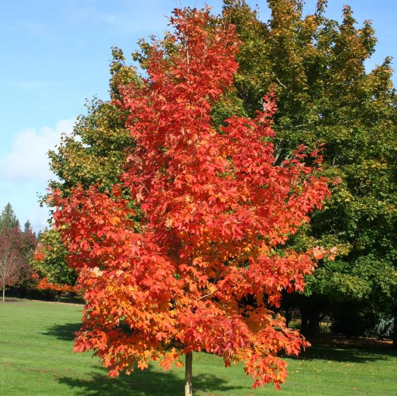 Acer saccharum 'Bailsta' Fall Fiesta® Sugar Maple from Antheia Gardens